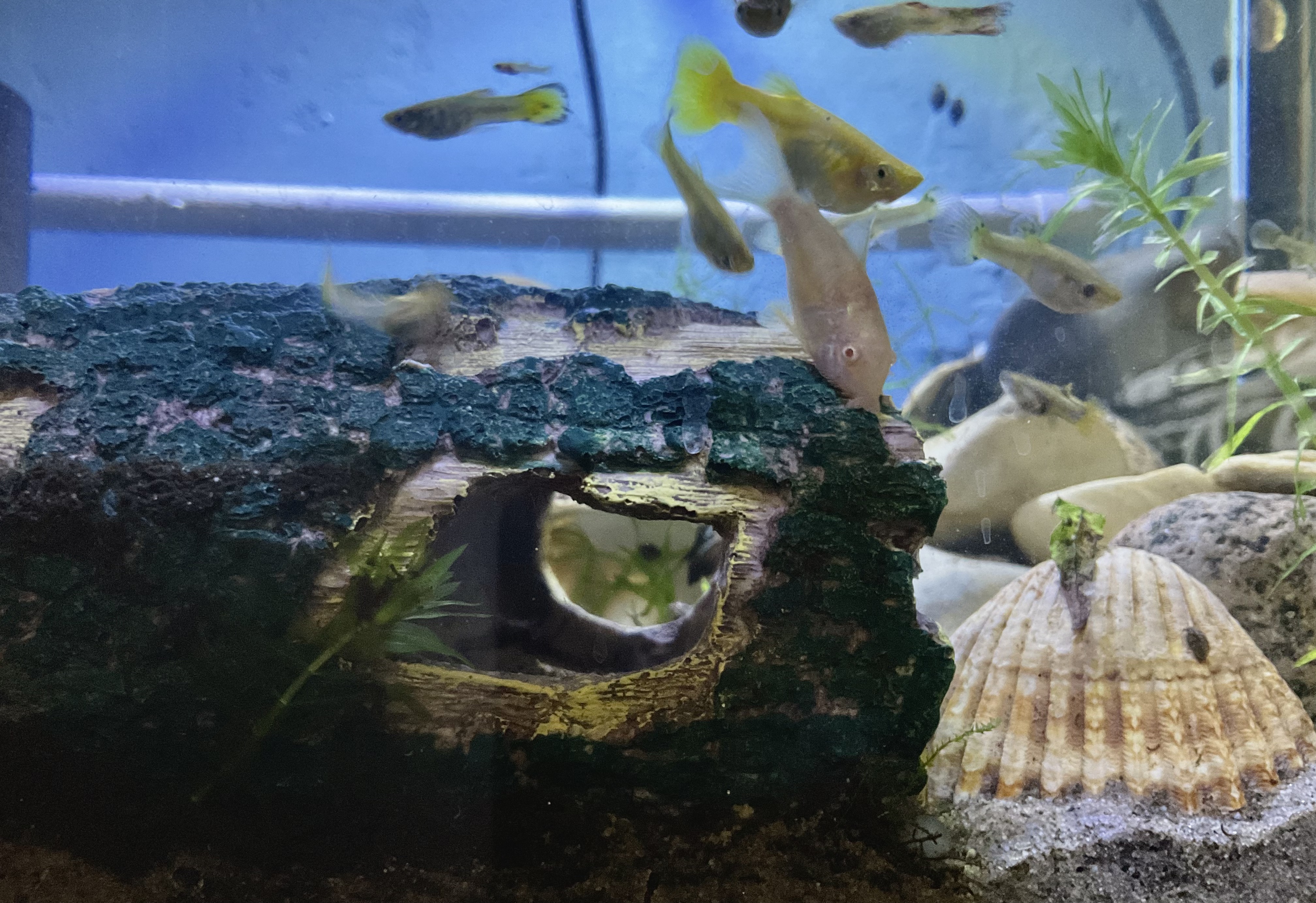 My Cory, Cory. and co!