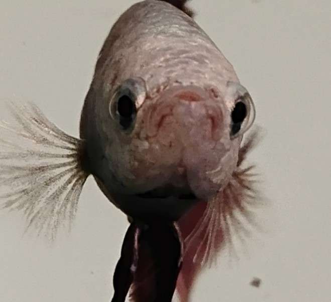 My baby girl, Candy the Betta fish