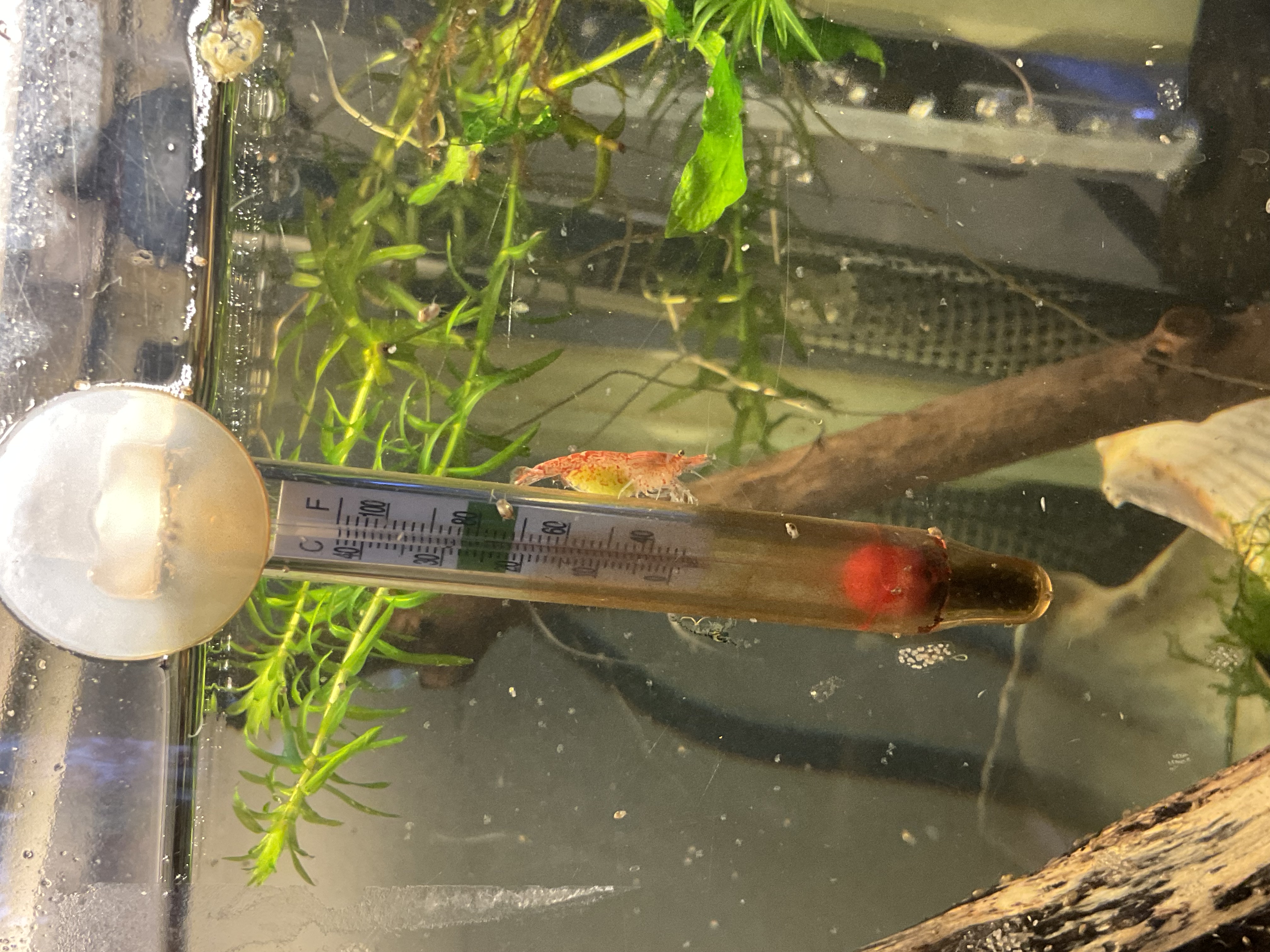 A red cherry shrimp with yellow 