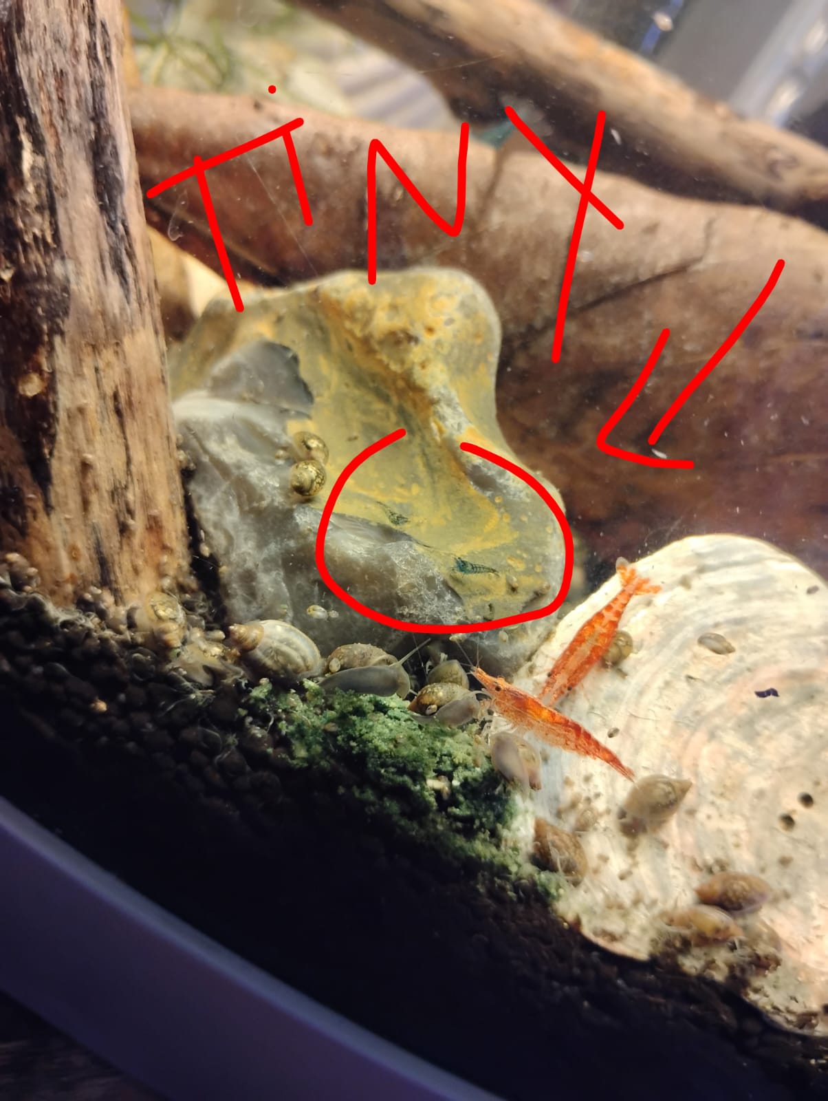 Two tiny baby shrimp on a rock